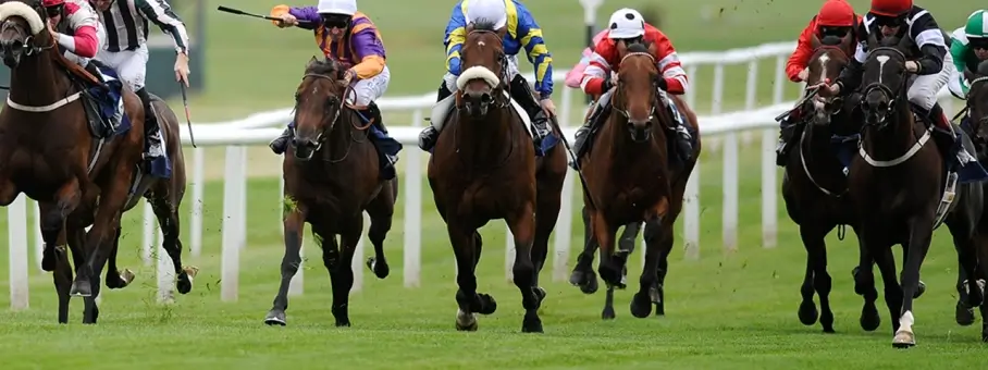 header-Horses.jpg